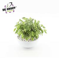 Ficus Kinky arr. in bowl