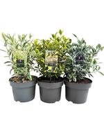 Euonymus jap. in varieties