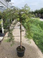 Acer pal. Dissectum Viridis