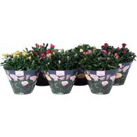 Rosa Excellent Bowl in varieties