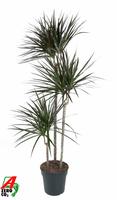 Dracaena magenta 90-60-30
