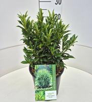 Prunus laur. Filigrow Sofia