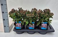 Sedum seduction Green-Pink