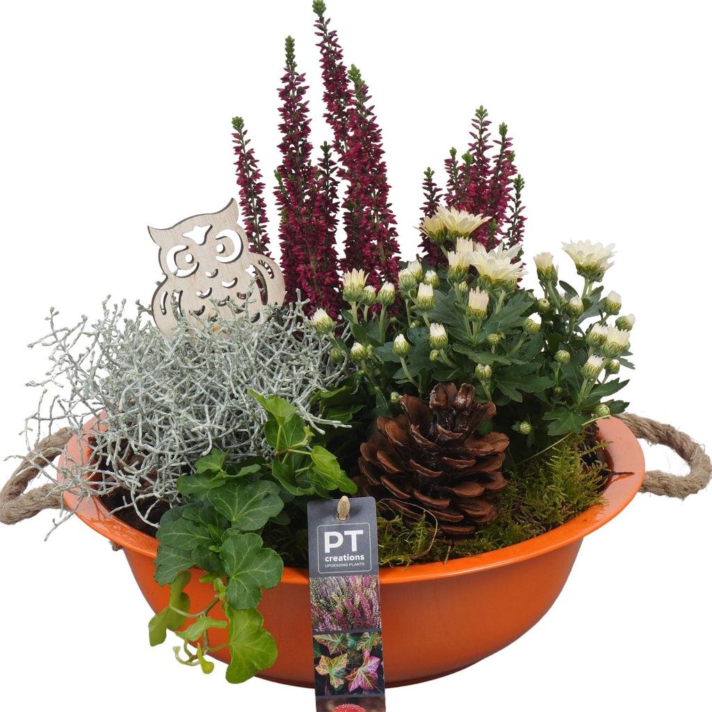 Image de PTHO4043 Arrangement Autumn Outdoor in metal bowl P29 30CM