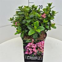 Escallonia laevis Pink Elle