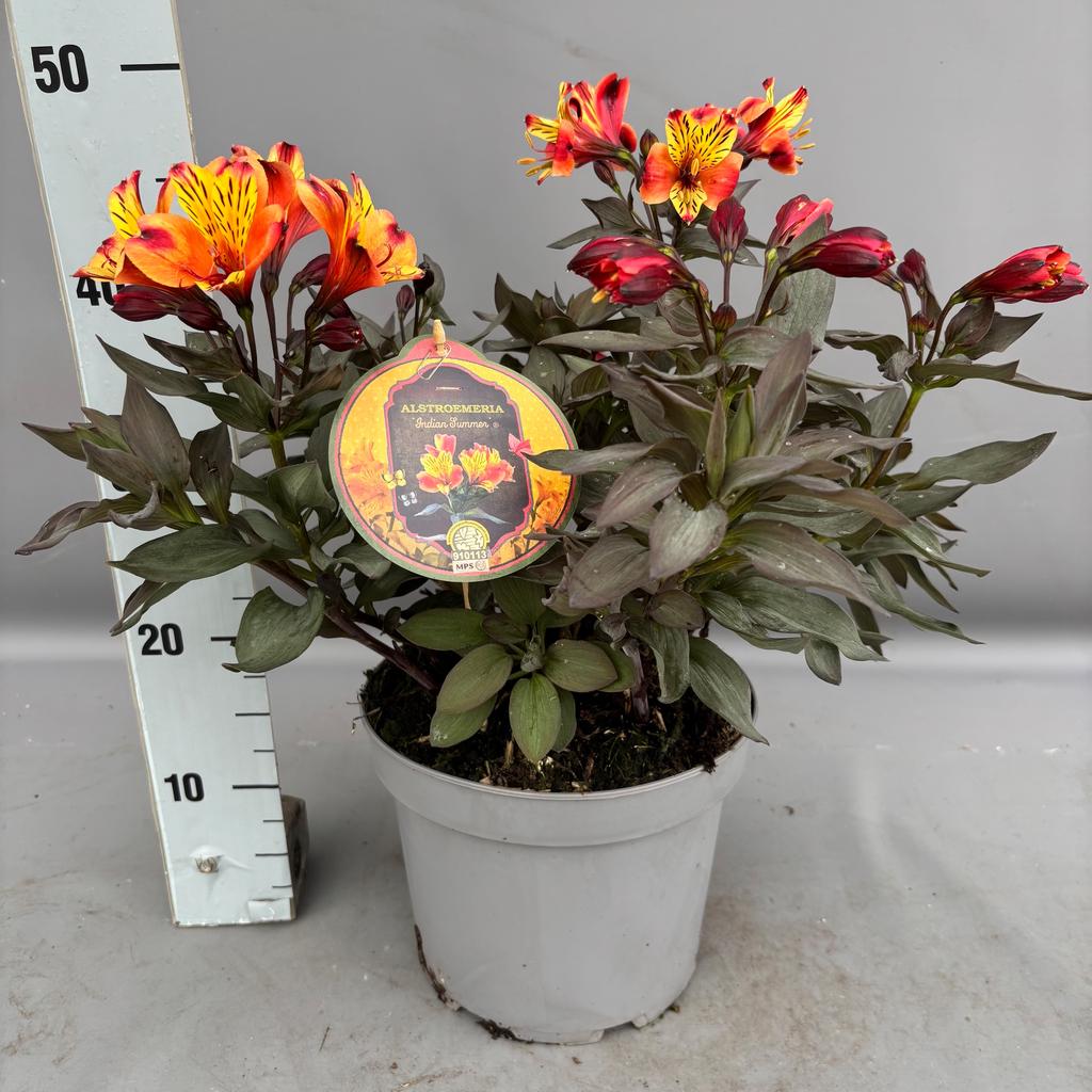 Picture of Alstroemeria Indian Summer P23 (5 Ltr)