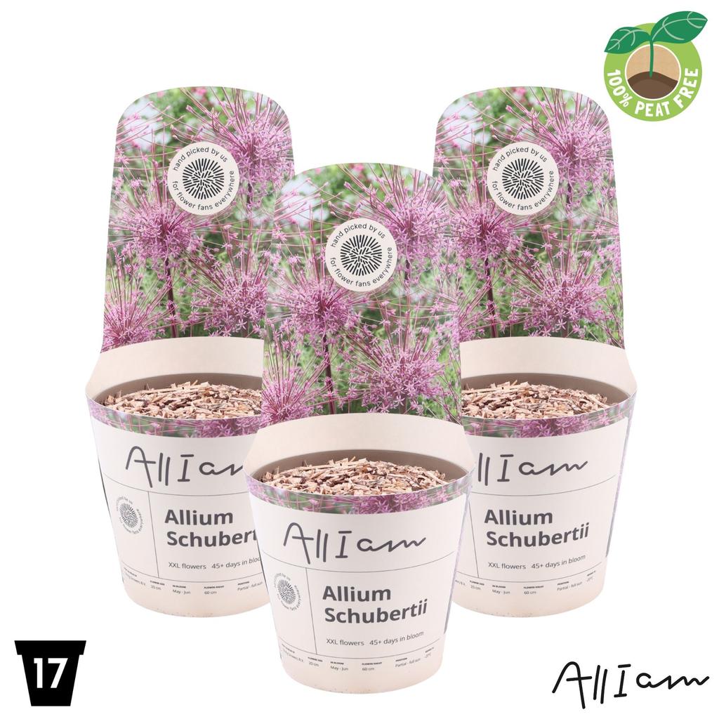 Picture of Allium Schubertii P17 (2 Ltr)