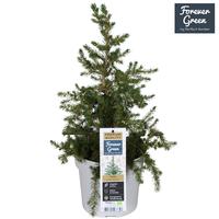 Picea gl. Little Nordic