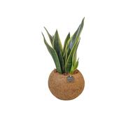 Kokodama Sansevieria mix (No string)