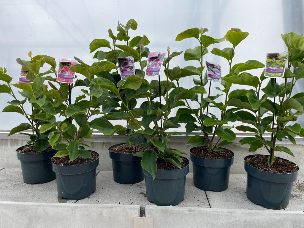 Image de Magnolia in exclusive varieties P23 (5 Ltr)
