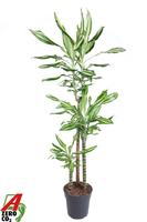Dracaena Silver Dream 90-60-30