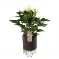 Anthurium White Champion in grey Bari ceramic