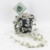 Ceropegia Woodii Variegata