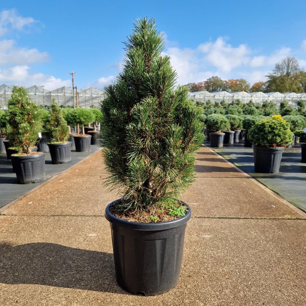 Picture of Pinus nigra Komet C20 70/+