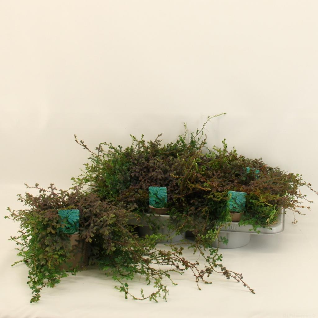 Picture of Selaginella Peacock P12 20CM