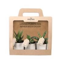 Sansevieria mix 3-Pack Raw Grey, Cites Free