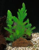 Ceratophyllum demersum in cup medium