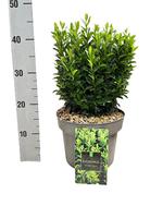 Euonymus jap. Green Spire