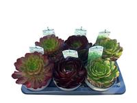 Semponium in varieties