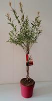 Salix int. Flamingo
