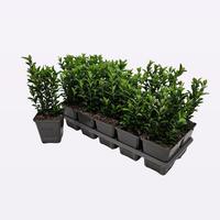 Euonymus jap Green Spire