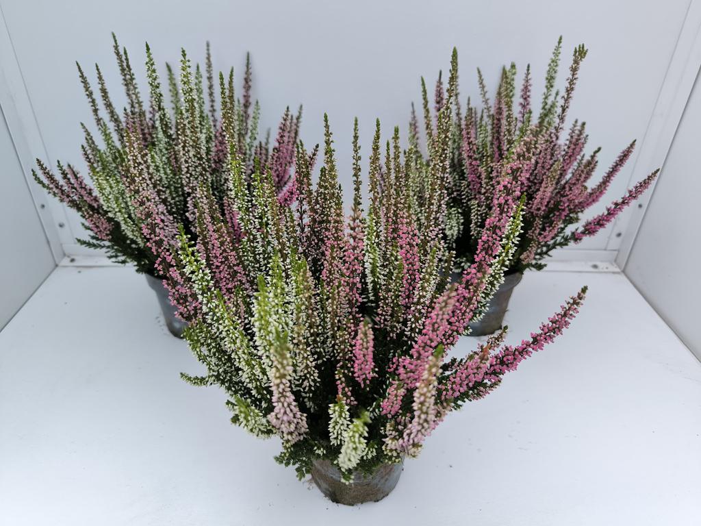 Picture of Calluna Beauty Ladies Starlight Trio AMETIES P10.5 22CM