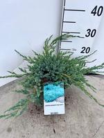 Juniperus squa. Blue Carpet