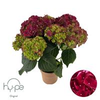Hydrangea Mophead Red 5+ Hy-pe Original (INDOOR)
