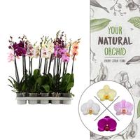 Phalaenopsis hybrid Budget Mix