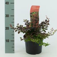 Berberis thu. Atropurpurea Nana