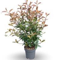 Photinia fras. Red Robin