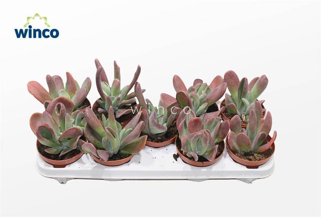 Billede af Kalanchoe Oricula (red) P12 18cm