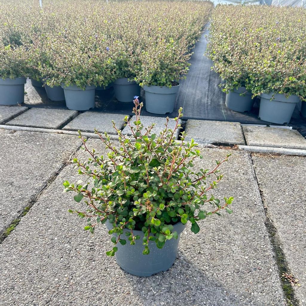 Picture of Ceratostigma griffithii P23 (5 Ltr)