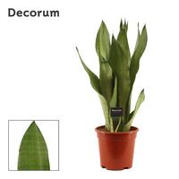 Sansevieria Moonshine