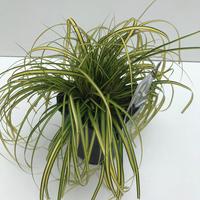 Carex osh. Eversheen
