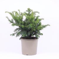 Taxus baccata Repandens