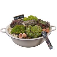 PTS7324 Arrangement Sempervivum in metal bowl