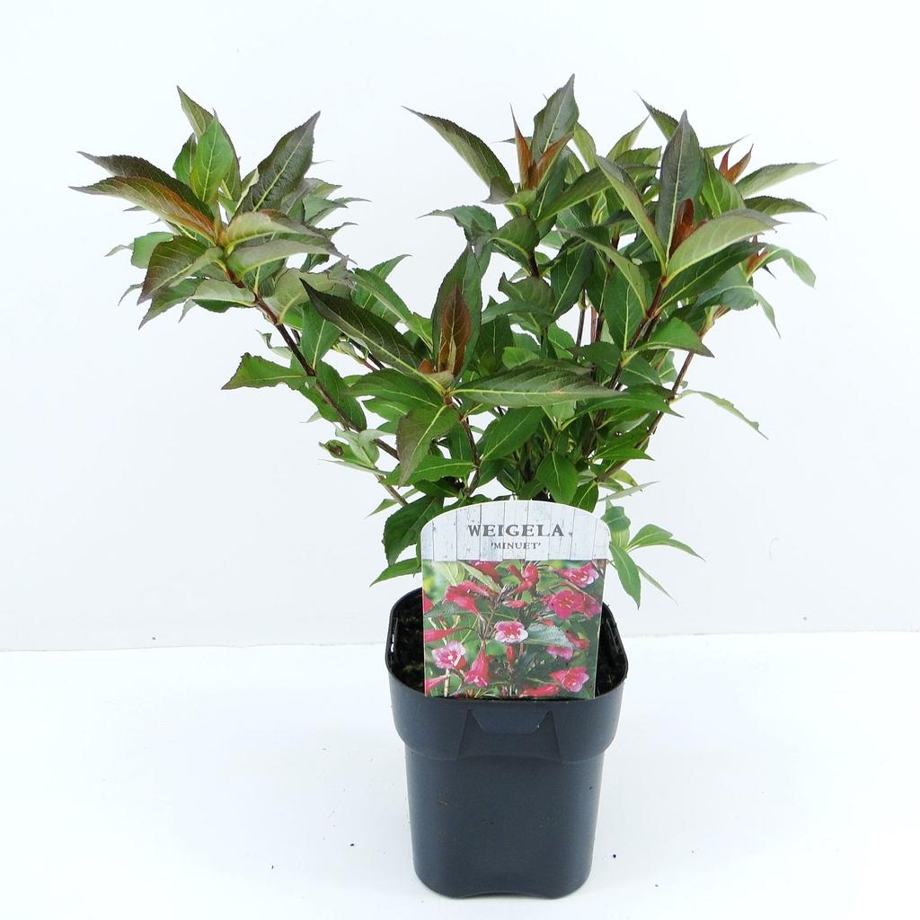 Picture of Weigela Minuet P17 (2 Ltr) Square
