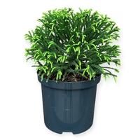 Cryptomeria jap. Little Champion