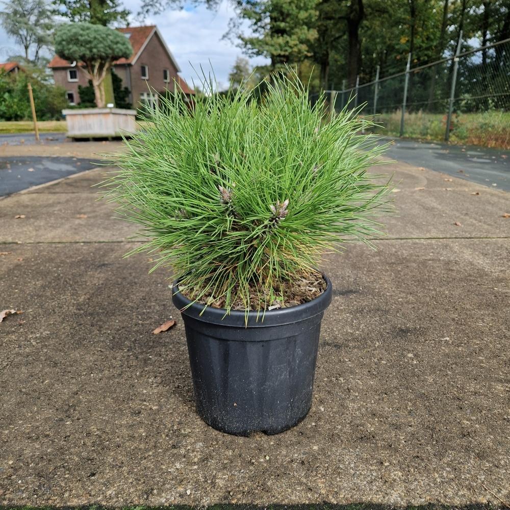 Bild von Pinus nigra Marie Bregeon C6 20/30
