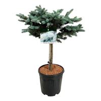 Picea pung. Glauca Globosa