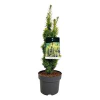 Taxus b. David