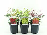 Nandina domestica in varieties