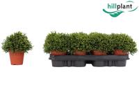 Hatiora hybrid