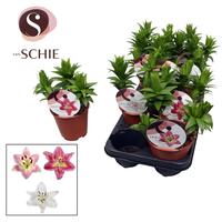 Lilium Oriental Watch Me Grow Mix