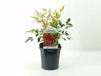 Nandina dom. Gulfstream