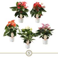 Anthurium Top in 5 varieties