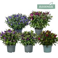 Hebe Addenda Donna in varieties