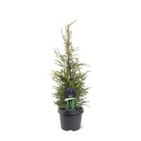 Juniperus com. Suecica