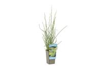 Juncus effusus Spiralis with cup